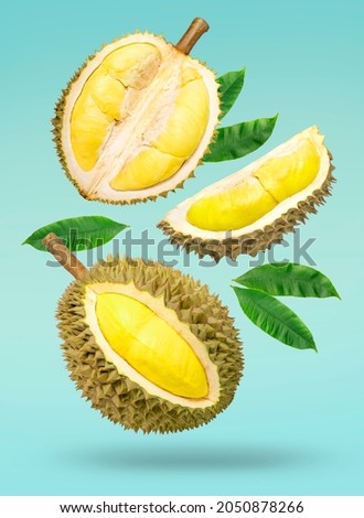 Fresh durian with green leaves falling in the air isolated on green background, Durian fruit on green background 