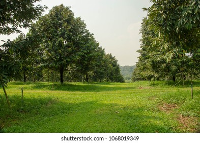 21,665 Durian gardeners Images, Stock Photos & Vectors | Shutterstock