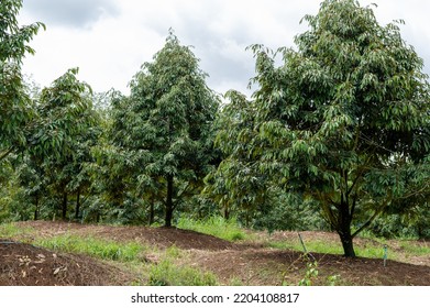 Fresh Durian Tree Beautiful Garden With Nice Sky, Best Quality Product Food In Chanthaburi, Thailand For Export