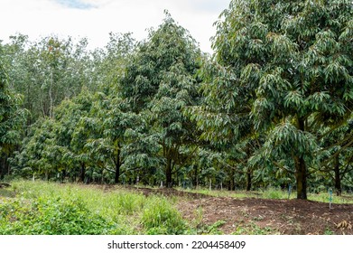 Fresh Durian Tree Beautiful Garden With Nice Sky, Best Quality Product Food In Chanthaburi, Thailand For Export