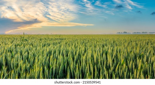 Fresh ears of young green wheat in spring field. Agriculture scene. Wheat field nature landscape at sunrise. - Powered by Shutterstock