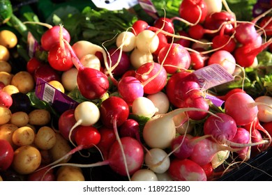 Fresh Easter Egg Radish