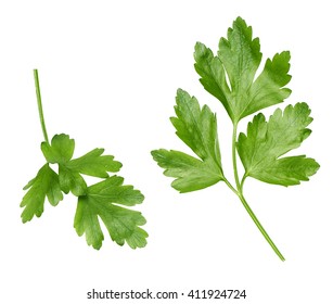 fresh easy and tasty home grown leaves of parley on a white background  - Shutterstock ID 411924724