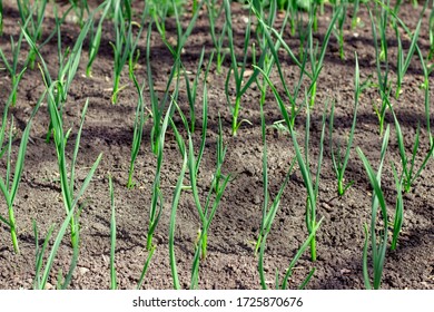 Fresh Eco Onions/garlic Growing At Home In Garden, Farming