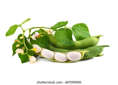 Fresh Edamame Soy Beans With Flowers And Leaves On White Background