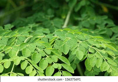 Fresh edible moringa leaves