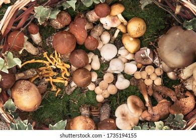 Fresh edible mushrooms background. Food freshly picked in the woods and sold in local market