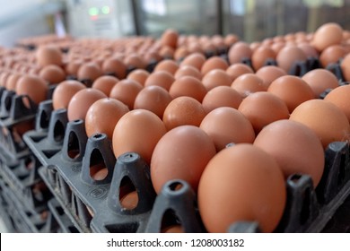 Fresh Egg Grading And Sorting Machine, Grade Egg By Weight And Size