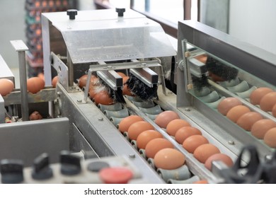 Fresh Egg Grading And Sorting Machine, Grade Egg By Weight And Size