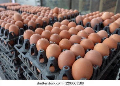 Fresh Egg Grading And Sorting Machine, Grade Egg By Weight And Size