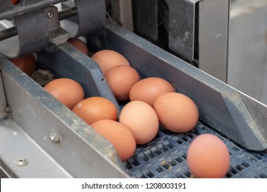 Fresh Egg Grading And Sorting Machine, Grade Egg By Weight And Size