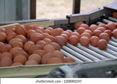 Fresh Egg Grading And Sorting Machine, Grade Egg By Weight And Size