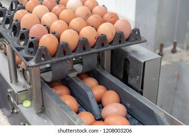 Fresh Egg Grading And Sorting Machine, Grade Egg By Weight And Size