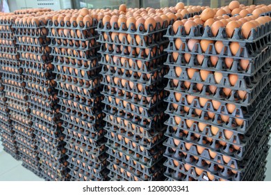 Fresh Egg Grading And Sorting Machine, Grade Egg By Weight And Size
