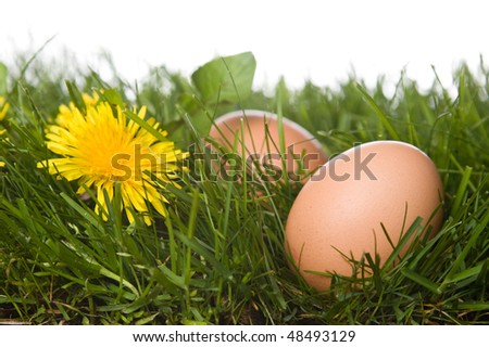 fresh eggs