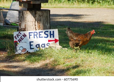Fresh Eggs from the Fat Hen