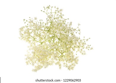 Fresh elderflower blossoms isolated on a white background