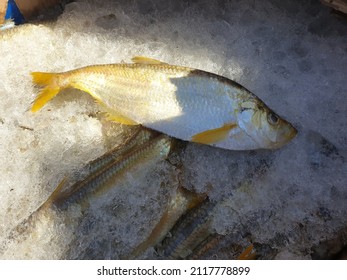 Fresh Elongata Ilisha Also Known As Chinese Herring Laying On A Top Of Box Fully With Dry Ice