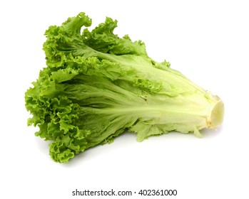 Fresh Endive In Crop Isolated Over White