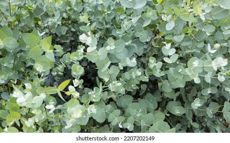 Fresh Eucalyptus Gunnii background. Cider Gum growing on garden - Shutterstock ID 2207202149