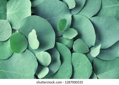 Fresh eucalyptus leaves. Flat lay, top view. Nature green Eucalyptus leaves  background  - Shutterstock ID 1287000535