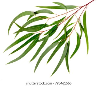 Fresh Eucalyptus Leaves Isolated On White