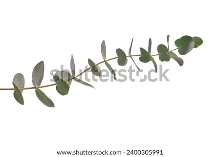 Fresh eucalyptus sprig isolated on a white background. 