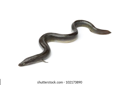 Fresh European eel on white background