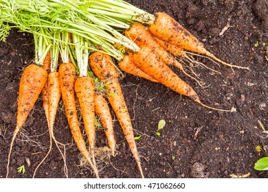 Fresh farmer organic carrots on the topsoil. - Shutterstock ID 471062660