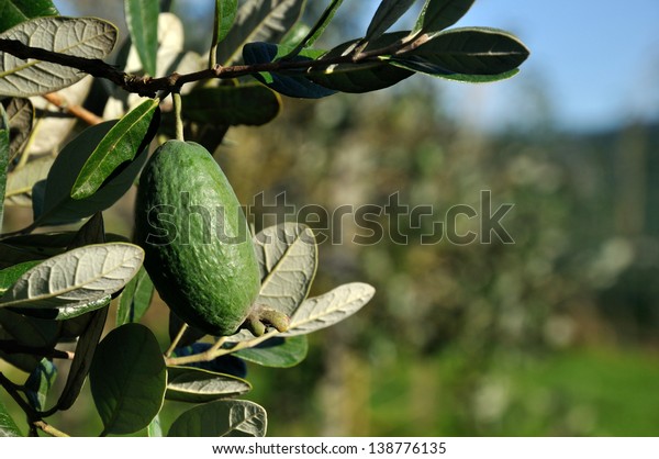 Fresh feijoa, Acca sellowiana,\
almost ready to harvest in a home orchard in Westland, New\
Zealand