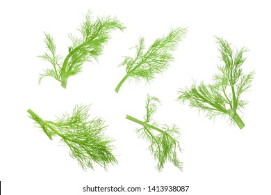 Fresh fennel branch isolated on white background. Top view. Flat lay