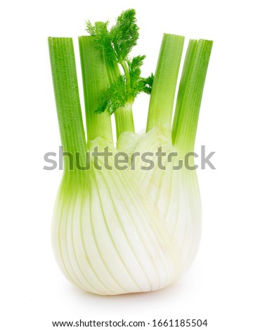 fresh fennel bulb isolated on white background
