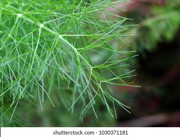 Fresh Fennel Fronds