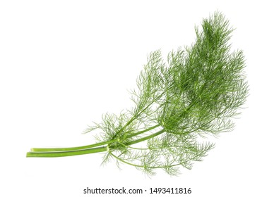 Fresh  fennel  isolated on white background
