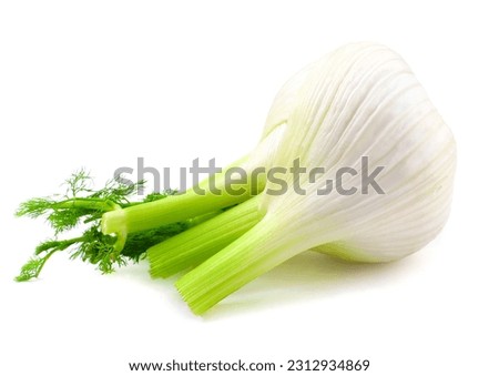 Fresh fennel on white background