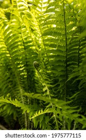 Fresh Ferns On A Summer Day. Sun Is Backlighting The Fern, With Lush Green Color Emerging. Great For Background And For Nature Imagery.