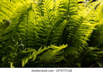 Fresh Ferns On A Summer Day. Sun Is Backlighting The Fern, With Lush Green Color Emerging. Great For Background And For Nature Imagery.