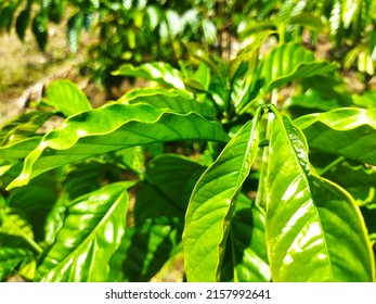 Fresh And Fertile Coffee Plant Leaves