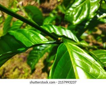 Fresh And Fertile Coffee Plant Leaves