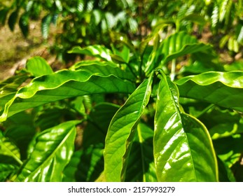 Fresh And Fertile Coffee Plant Leaves