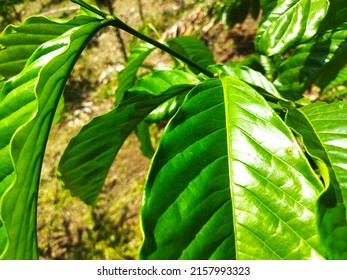 Fresh And Fertile Coffee Plant Leaves