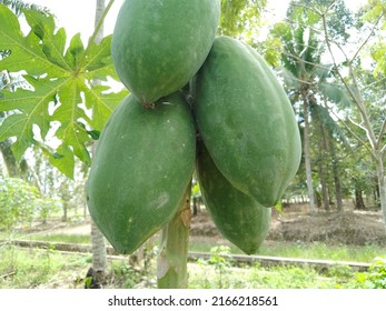 Fresh And Fertile Green Papaya Fruit