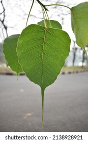 Fresh Ficus Religiosa Tree Leaf Photograph. Peepul Tree Leaves On The Tree