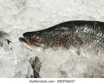 Fresh Fish Arranged In Ice For Sale In Super Market, Food Travel And Cuisine