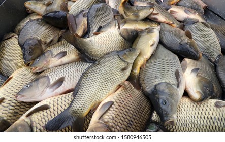 Indian Carp Fish Stock Photo 1371728471 | Shutterstock