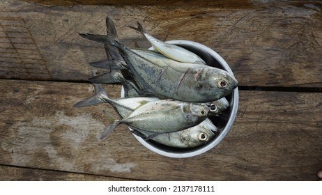 Fresh Fish Catch From The Sea Of Seram Island, Maluku