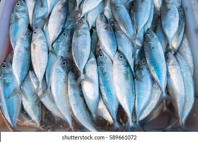 Fresh Fish From Commercial Fisheries.