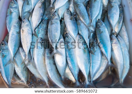 Fresh fish from commercial fisheries.