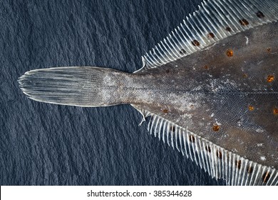 Fresh Fish Flounder On A Stone Background