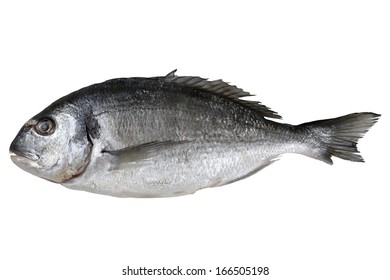 Fresh Fish Gilthead Isolated On A White Background